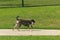 Dog park play leads to cute tongue dangling pooped pooch