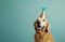 a dog in a party hat on a blue background,animated gifs