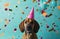 a dog in a party hat on a blue background,animated gifs