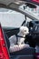 Dog on the passenger seat - dog transport
