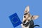 Dog passport, international veterinary pet document, small dog with animal id on blue background