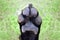 Dog Paw