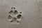 Dog paw footprint on fresh cement
