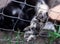 Dog paw pad in macro detail. Cute playful puppy at animal shelter. The paw is on the fence. Closeup photo of dogs paw