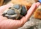 Dog paw pads and claws close up