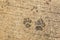 Dog paw print on asphalt