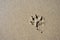 Dog paw print in the beach