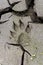 Dog paw print in cracked wet mud