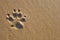 Dog Paw Print on the Sand