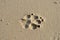 Dog paw print in sand