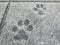 Dog paw prints or footprints, left by a dog in the concrete pavement