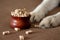 Dog paws beside a bowl of dog biscuits