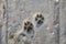Dog paws prints on the snow