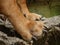 Dog paws Rhodesian ridgeback