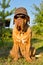 Dog with peaked cap and sunglasses in the garden