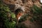 Dog peeking stone wall. Travel with a pet. Nova Scotia Duck Tolling Retriever. toller