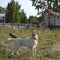 The dog performs the commands of the owner. Labrador retriever.