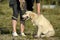 The dog performs the commands of the owner. Labrador retriever.