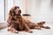 Dog pet animal irish setter home puppy