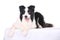 Dog pet Border Collie