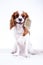 Dog with pet brush fur comb. Cute cavalier king charles spaniel dog puppy on isolated white background. Dog with fur
