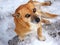 dog pet, chestnut, snow, winter, kind eyes, close-up, outdoors
