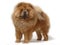 Dog pet chow chow