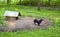 Dog pet dachshund sausage-dog chained dog house