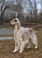 Dog pet English Setter