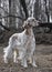 Dog pet English Setter