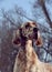 Dog pet English Setter