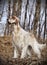 Dog pet English Setter