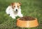 Dog pet feeding concept - cute hungry jack russell