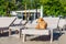 Dog at pet friendly beach sunbathing on deckchair and looking at sea waves. Vacation, pet, beach concept