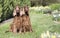 Dog pet friendship - Irish Setter couple sitting in the grass