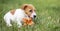 Dog pet happy puppy chewing a flower - web banner idea