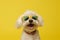 dog pet isolated sunglasses background orange cute funny smile portrait animal. Generative AI.