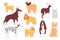 Dog pet set, cartoon doggy of different breeds sitting and standing in different poses