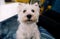 Dog photo shoot at home. Pet portrait of cute West Highland White Terrier dog enjoying and resting in living room indoor.