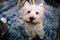 Dog photo shoot at home. Pet portrait of West Highland White Terrier dog enjoying and resting on floor and blue carpet at house.