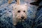 Dog photo shoot at home. Pet portrait of West Highland White Terrier dog enjoying and resting on floor and blue carpet at house.