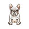 dog picture, French Bulldog, It\\\'s so beautiful.