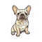 dog picture, French Bulldog, It\\\'s so beautiful.
