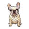 Dog picture, French Bulldog, It\\\'s so beautiful.