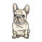 Dog picture, French Bulldog, It\\\'s so beautiful.