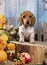 Dog Piebald, puppy dachshund  and flowers autumn