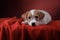 Dog on a pink background. jack russell terrier puppy,