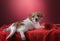 Dog on a pink background. jack russell terrier puppy,