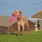 Dog with pink frisbee toy
