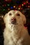 A dog with a pink nose on a defocused Christmas garland background German shepherd husky mix